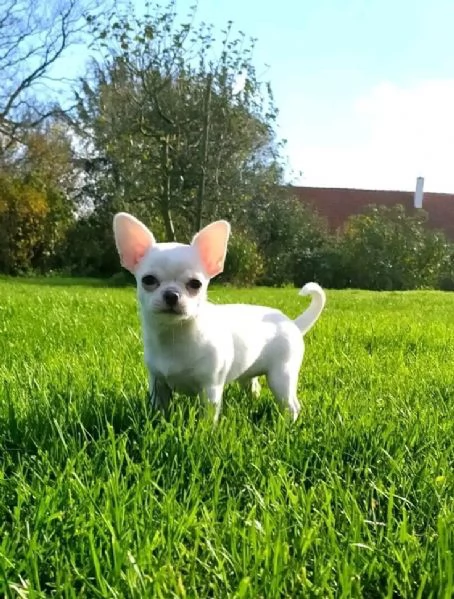 Adorabili cuccioli di Chihuahua maschi e femmine disponibili di 10 settimane vaccinati e pronti per  | Foto 3
