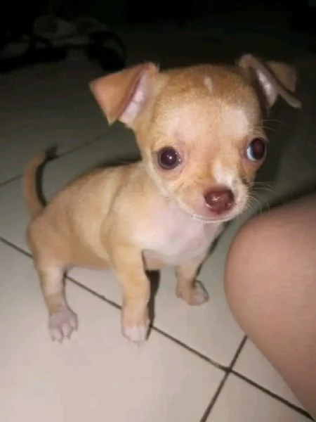Adorabili cuccioli di Chihuahua maschi e femmine disponibili di 10 settimane vaccinati e pronti per  | Foto 1