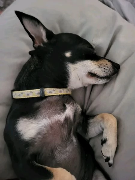 Adorabili cuccioli di Chihuahua maschi e femmine disponibili di 10 settimane vaccinati e pronti per  | Foto 0