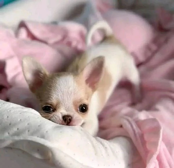 Adorabili cuccioli di Chihuahua maschi e femmine disponibili di 10 settimane vaccinati e pronti per  | Foto 5