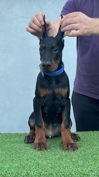 Doberman cuccioli in vendita | Foto 1