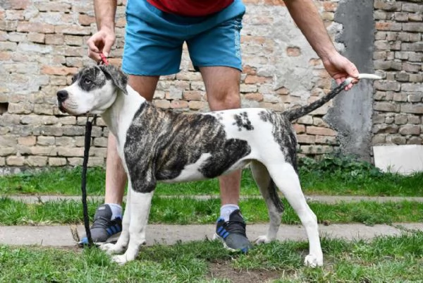 Cuccioli di Bulldog americano