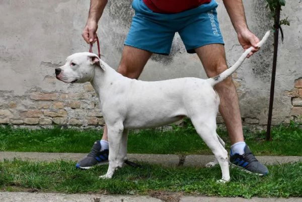 Cuccioli di Bulldog americano | Foto 6