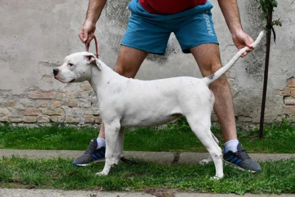 Cuccioli di Bulldog americano | Foto 5