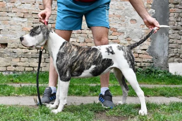 Cuccioli di Bulldog americano | Foto 4