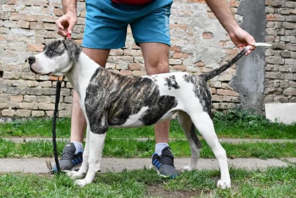 Cuccioli di Bulldog americano | Foto 3