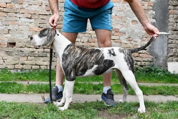 Cuccioli di Bulldog americano | Foto 2