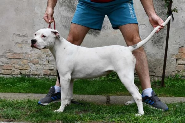 Cuccioli di Bulldog americano | Foto 1