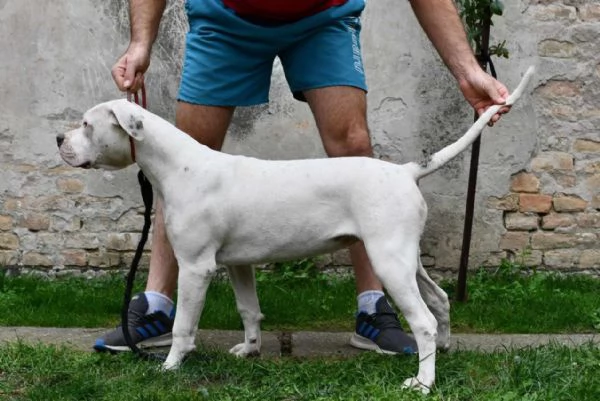 Cuccioli di Bulldog americano | Foto 0