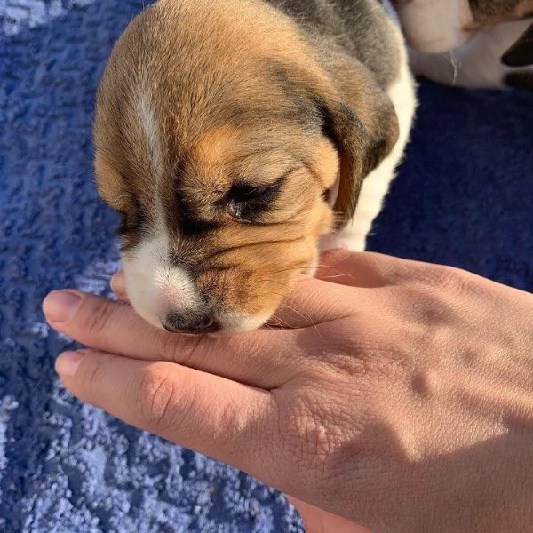 Dolci cuccioli di Beagle maschi e femmine