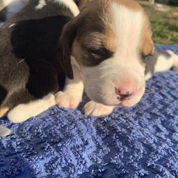 Dolci cuccioli di Beagle maschi e femmine | Foto 0