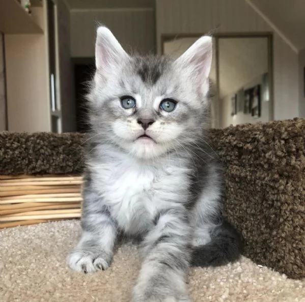 Cuccioli gatti Maine Coon | Foto 0