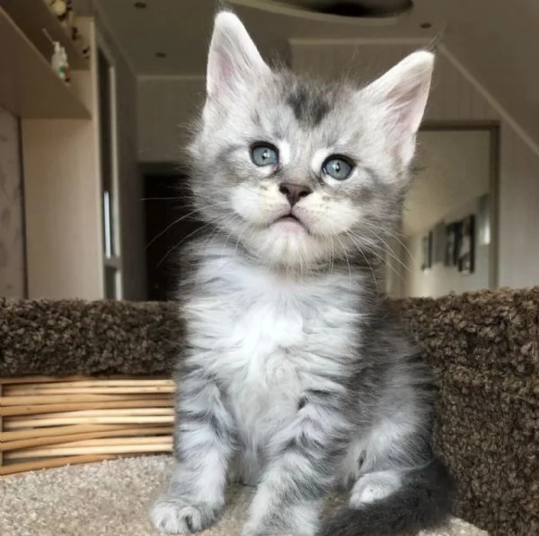 Cuccioli gatti Maine Coon
