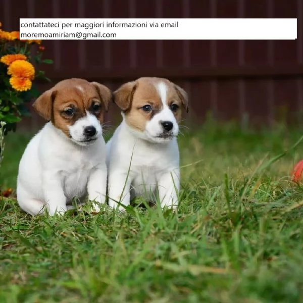 Bellissimi cuccioli di Jack Russell gratis