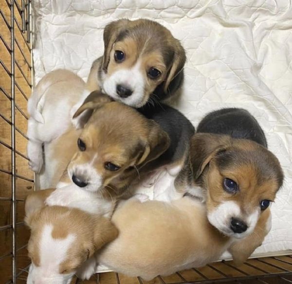 Cucciolate di Beagle