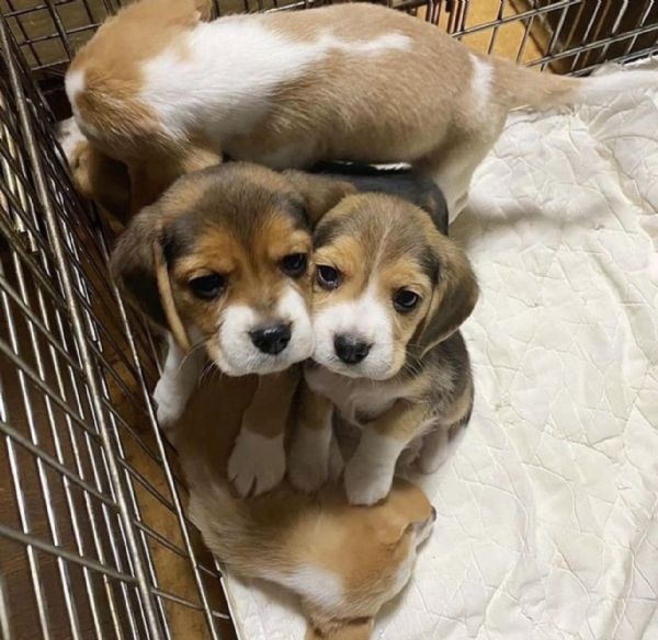 Cucciolate di Beagle | Foto 0