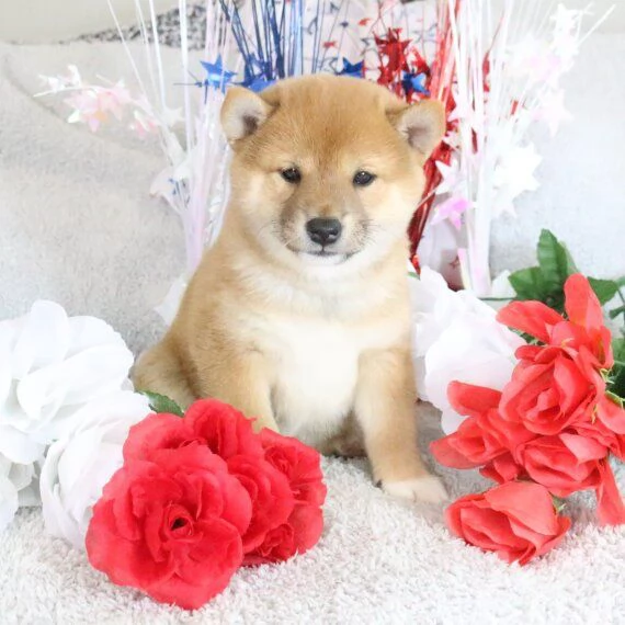 REGALO due cuccioli di Shiba Inu per ladozione disponibili per una buona case i cuccioli sono ben 