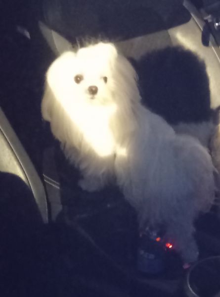 Maltese maschio accoppiamento  | Foto 2