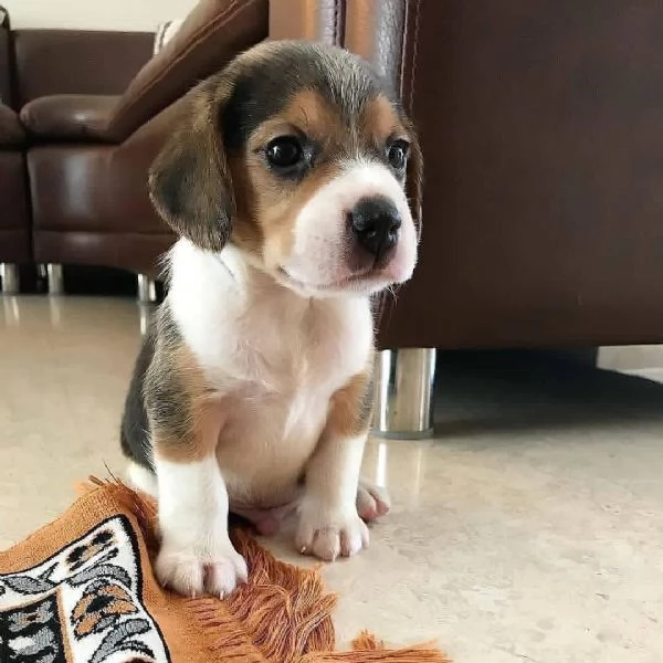 CUCCIOLI DI BEAGLE  | Foto 0