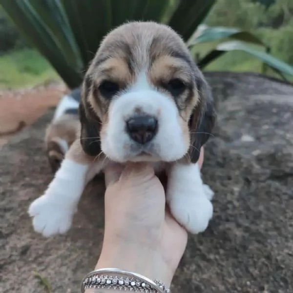 CUCCIOLI DI BEAGLE 