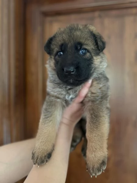 Cuccioli pastore tedesco pedigree enci  | Foto 0