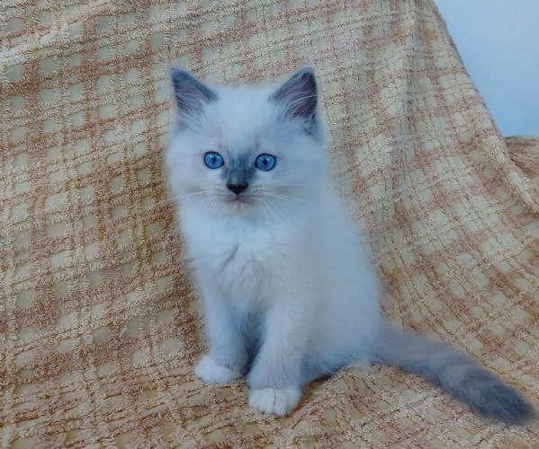 Gattino RAGDOLL con pedigree