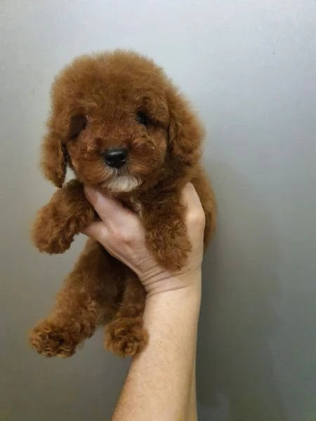 cuccioli di barboncino Toy  | Foto 1