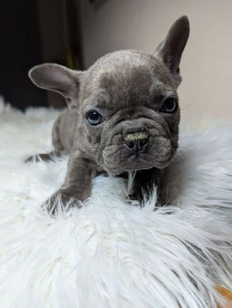 Bulldog francese maschi e femmine