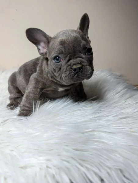 Bulldog francese maschi e femmine | Foto 1