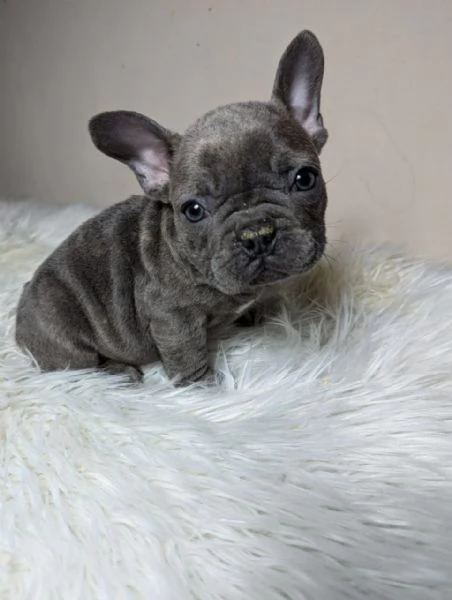 Bulldog francese maschi e femmine | Foto 0