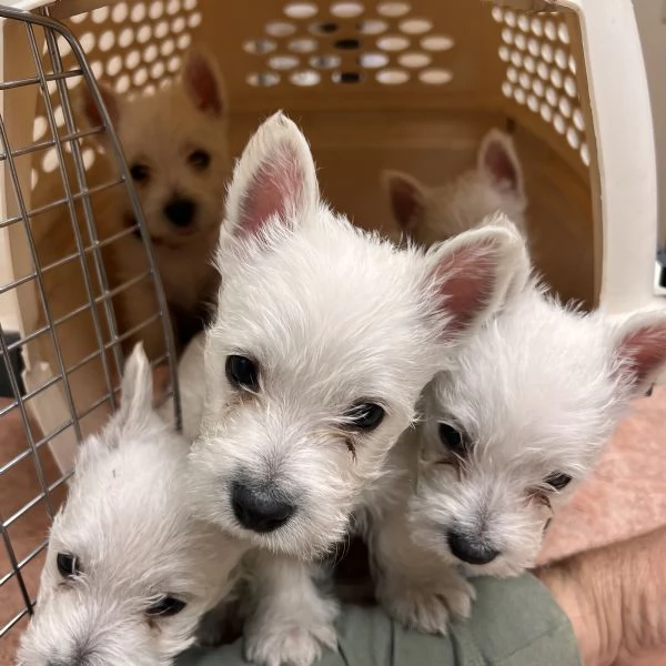 West Highland White Terrier
