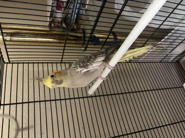 CALOPSITE FEMMINE | Foto 2