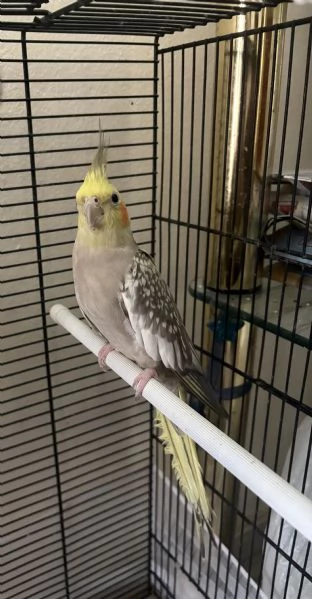 CALOPSITE FEMMINE | Foto 1