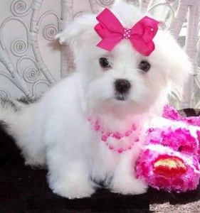 ADORABILI CUCCIOLI DI MALTESE PER ADOZIONE GRATUITA IN BUONE CASE