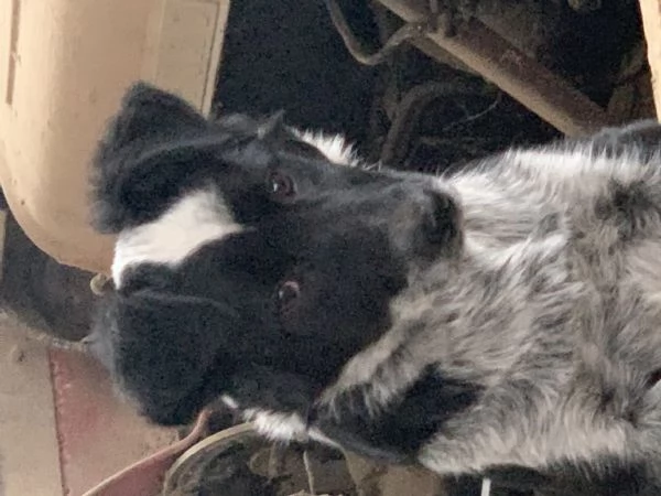 regalo cucciolo 