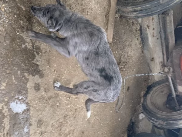 regalo cucciolo  | Foto 0
