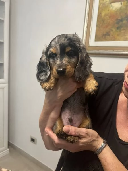 Bassotti a pelo lungo