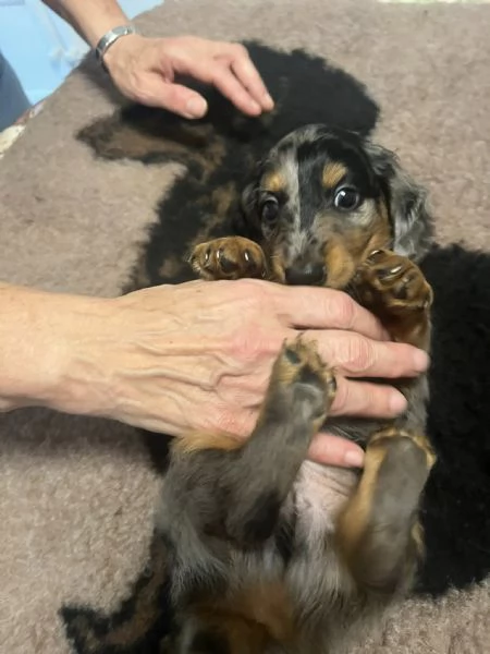 Bassotti a pelo lungo | Foto 0