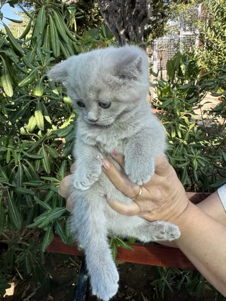 Disponibili gattini scottish