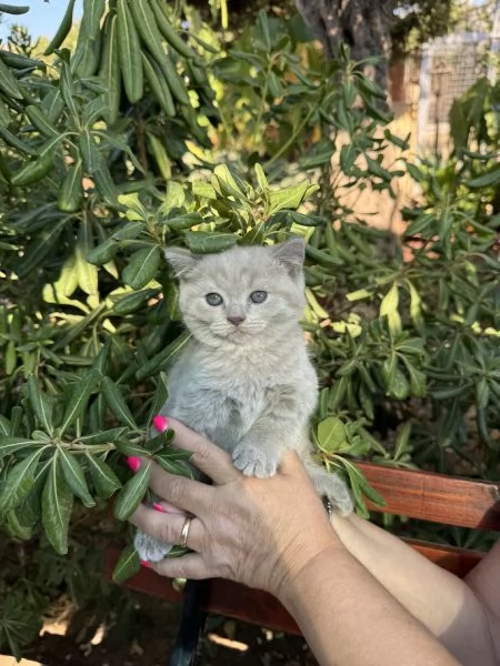 Disponibili gattini scottish | Foto 4