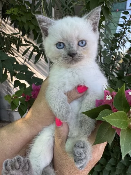 Disponibili gattini scottish | Foto 3
