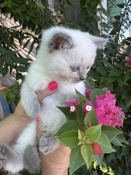 Disponibili gattini scottish | Foto 2