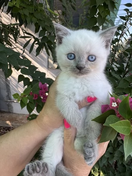 Disponibili gattini scottish | Foto 1
