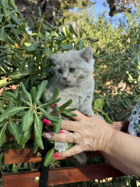 Disponibili gattini scottish | Foto 0