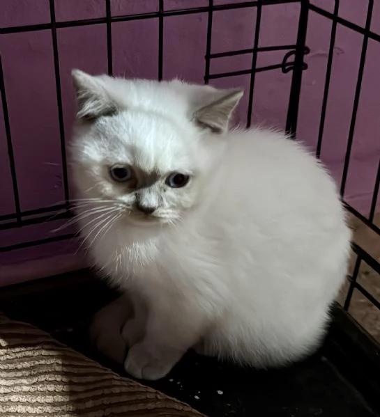 Disponibili tenerissimi scottish con pedigree  | Foto 2