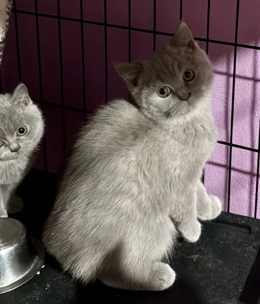 Disponibili tenerissimi scottish con pedigree  | Foto 0