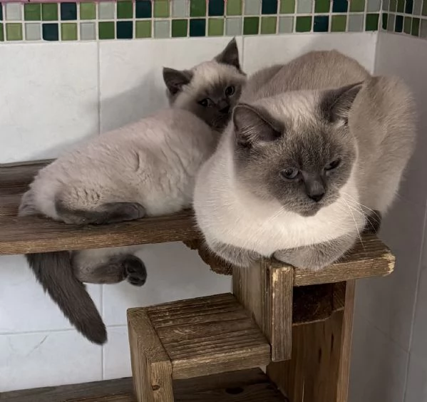 Disponibili tenerissimi scottish con pedigree 