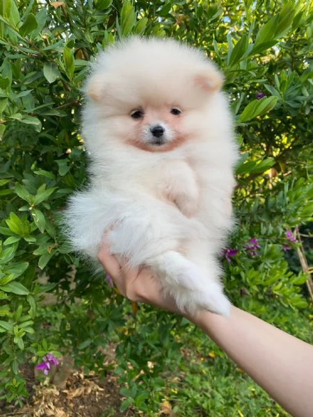 Cuccioli Spitz di Pomerania bianchi con pedigree 