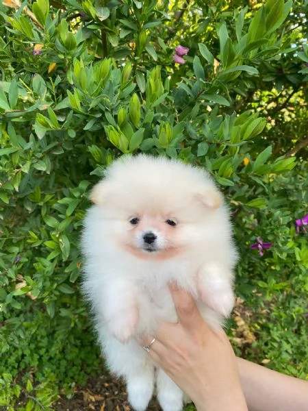 Cuccioli Spitz di Pomerania bianchi con pedigree  | Foto 1