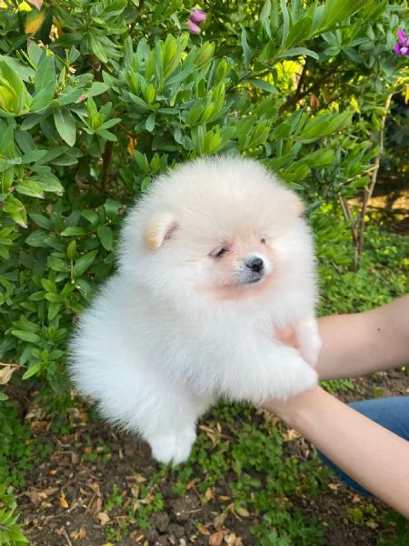Cuccioli Spitz di Pomerania bianchi con pedigree  | Foto 0
